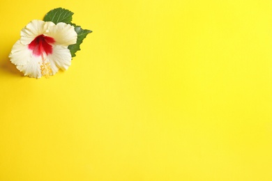 Photo of Beautiful tropical Hibiscus flower on color background with space for design, top view