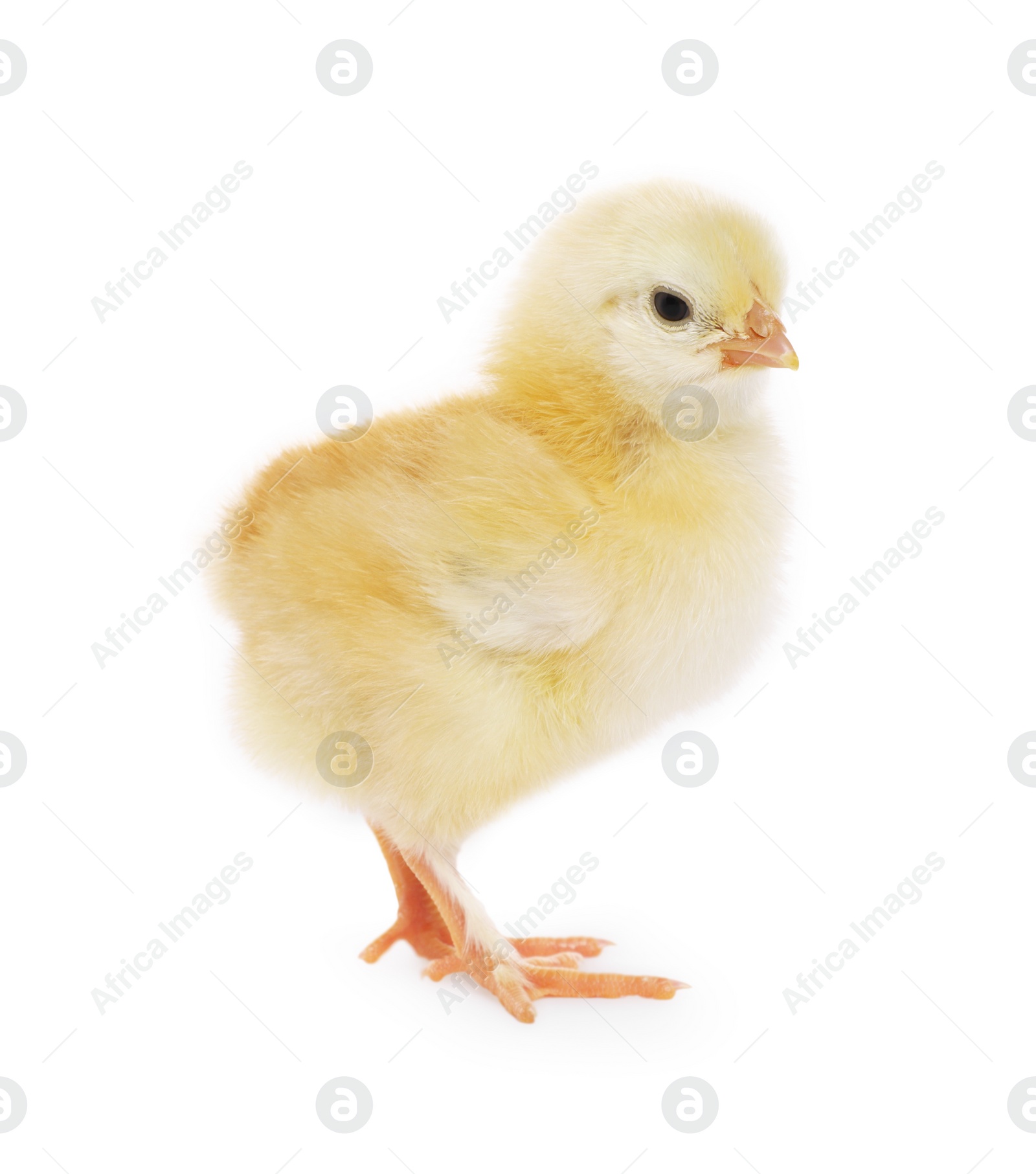 Photo of Cute fluffy baby chicken on white background