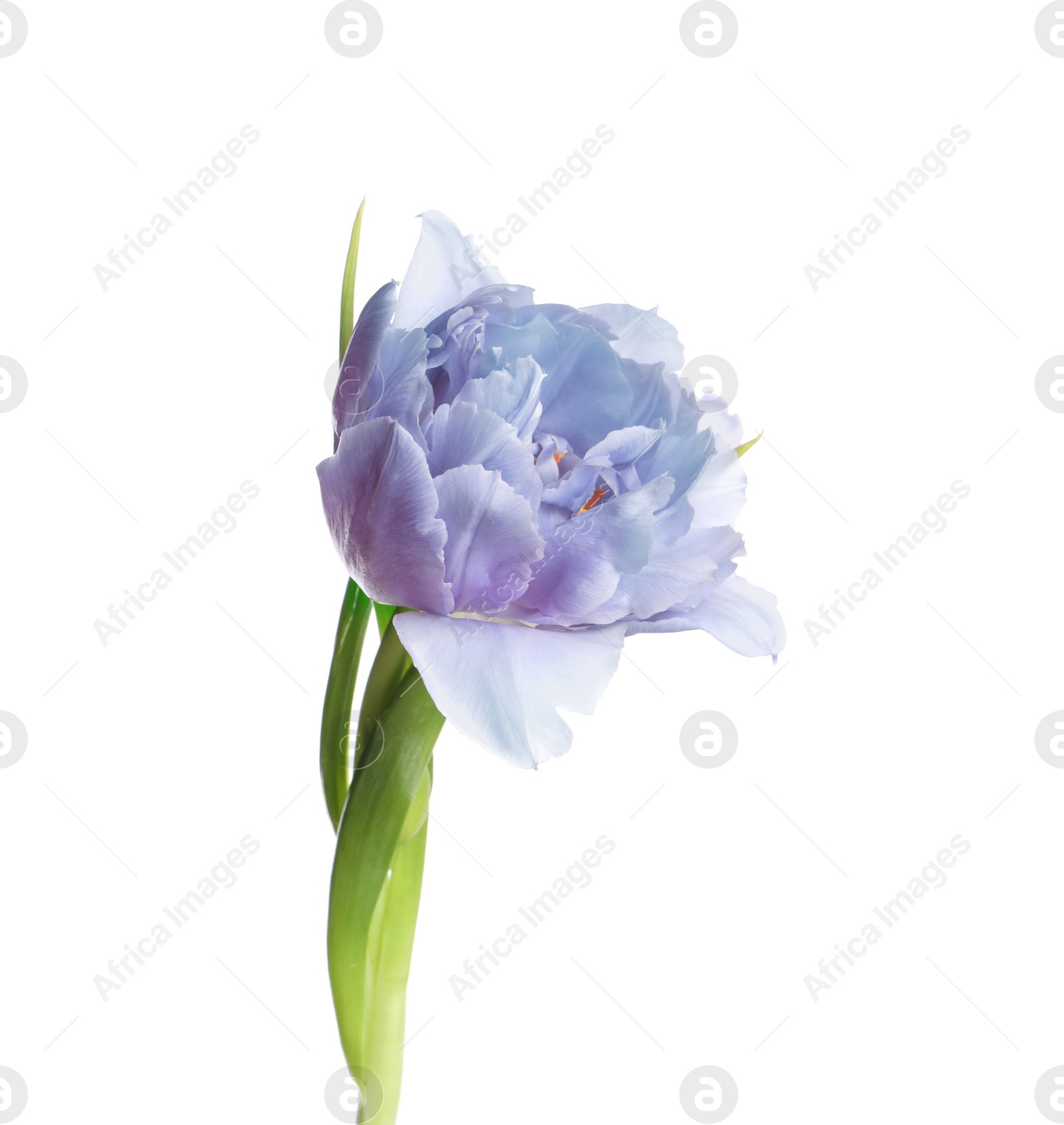 Image of Beautiful blue tulip isolated on white. Bright flower