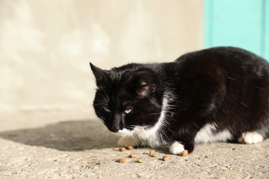 Homeless cat eating dry food outdoors. Abandoned animal