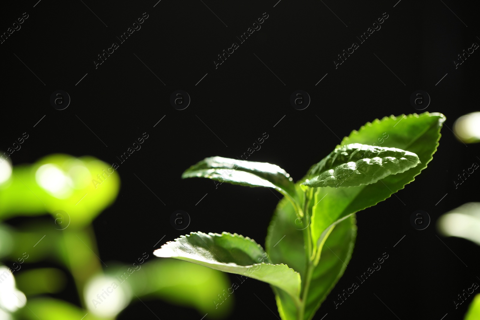 Photo of Closeup view of green tea plant against dark background. Space for text