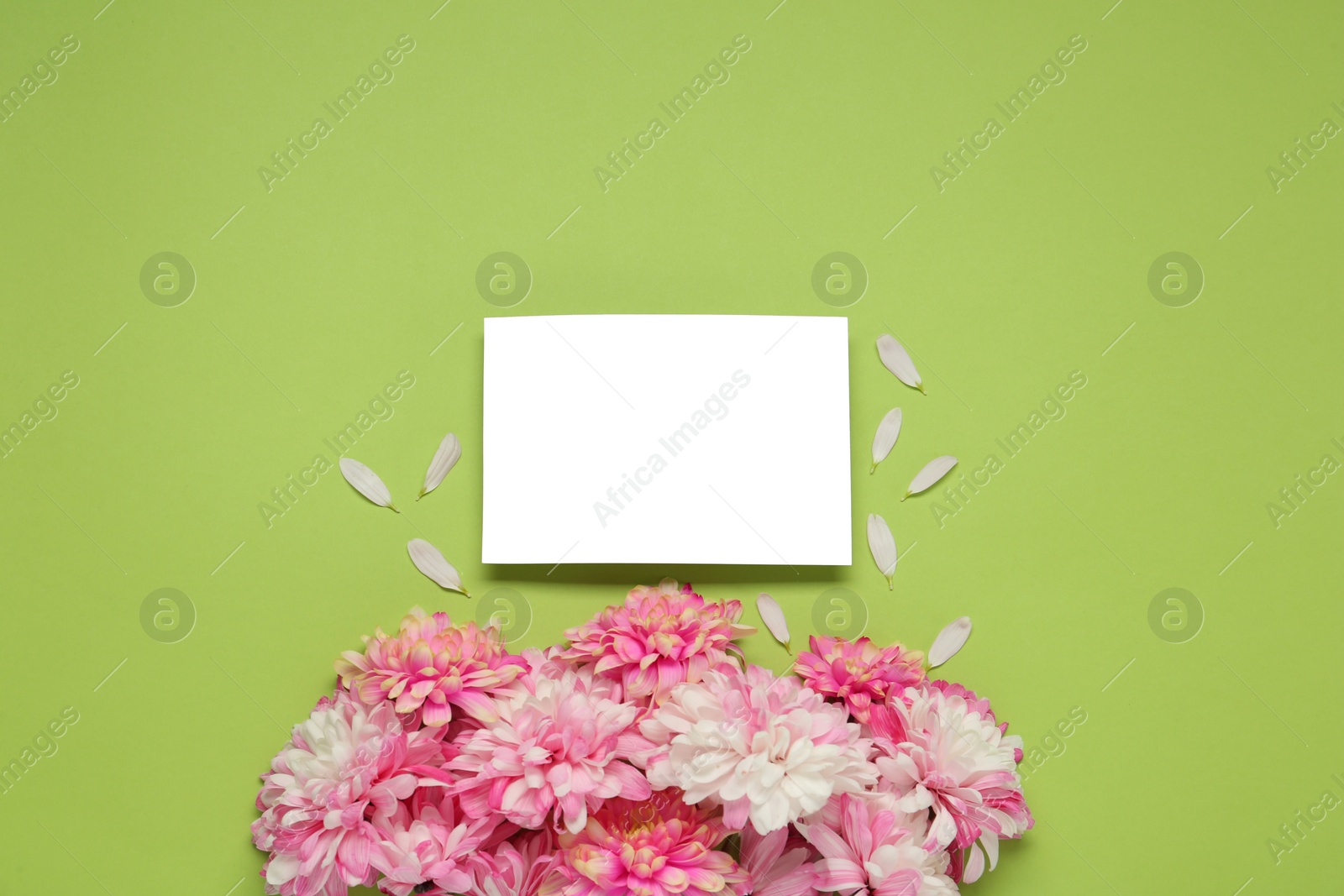 Photo of Beautiful chrysanthemums and blank card on light green background, flat lay. Space for text