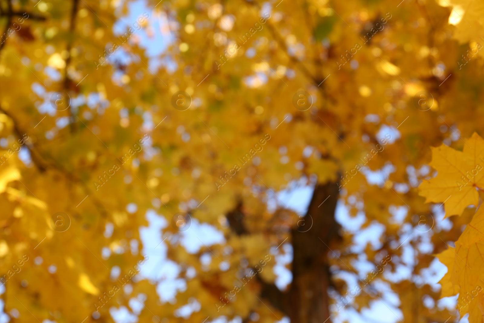 Photo of Blurred view of beautiful tree with golden leaves outdoors. Autumn season