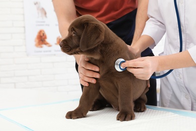 Man with his pet visiting veterinarian in clinic. Doc examining Labrador puppy