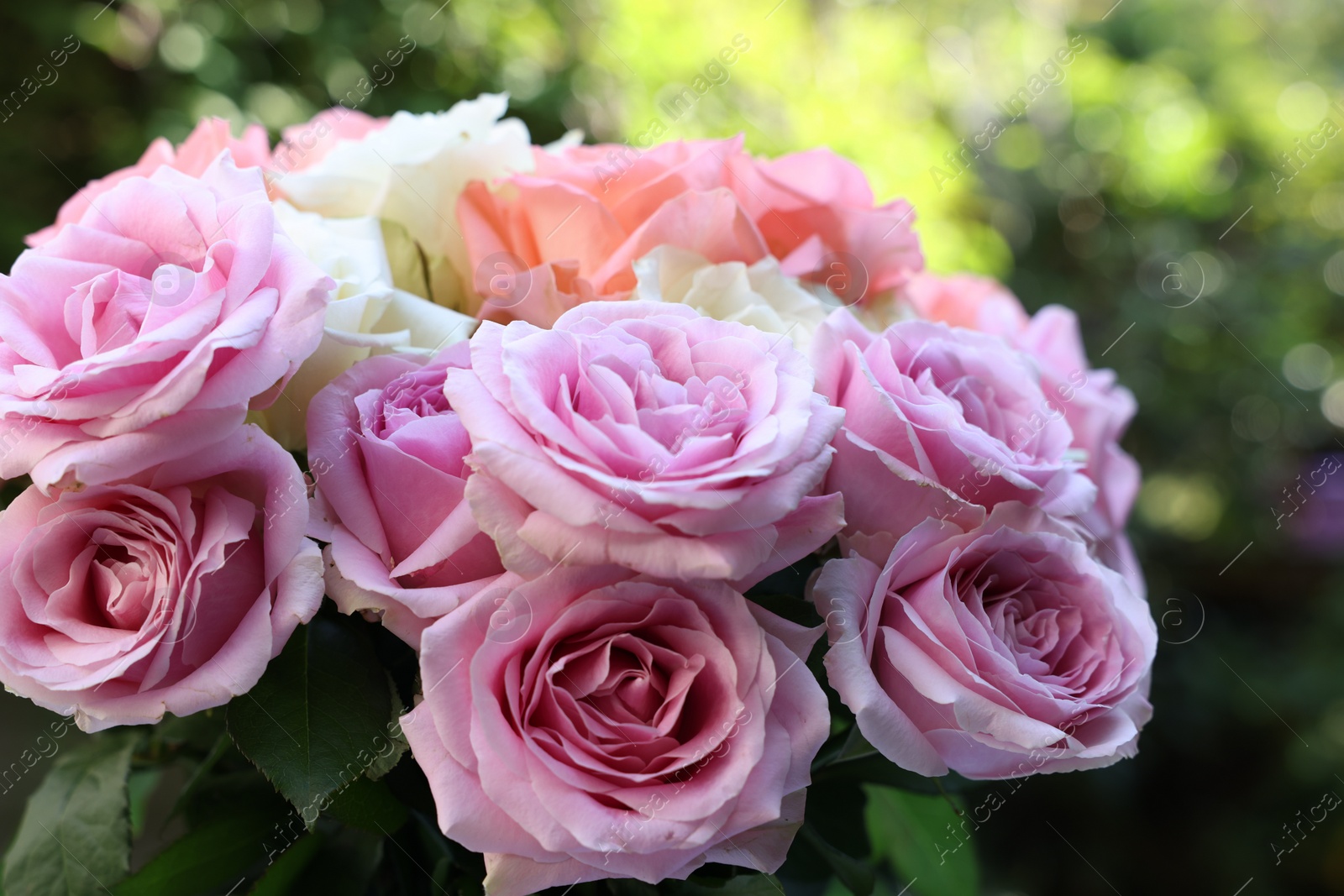 Photo of Beautiful bouquet of aromatic roses outdoors, closeup