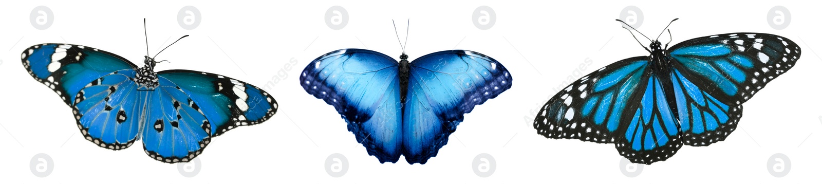 Image of Blue butterflies on white background. Beautiful insect