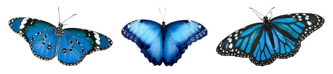 Image of Blue butterflies on white background. Beautiful insect