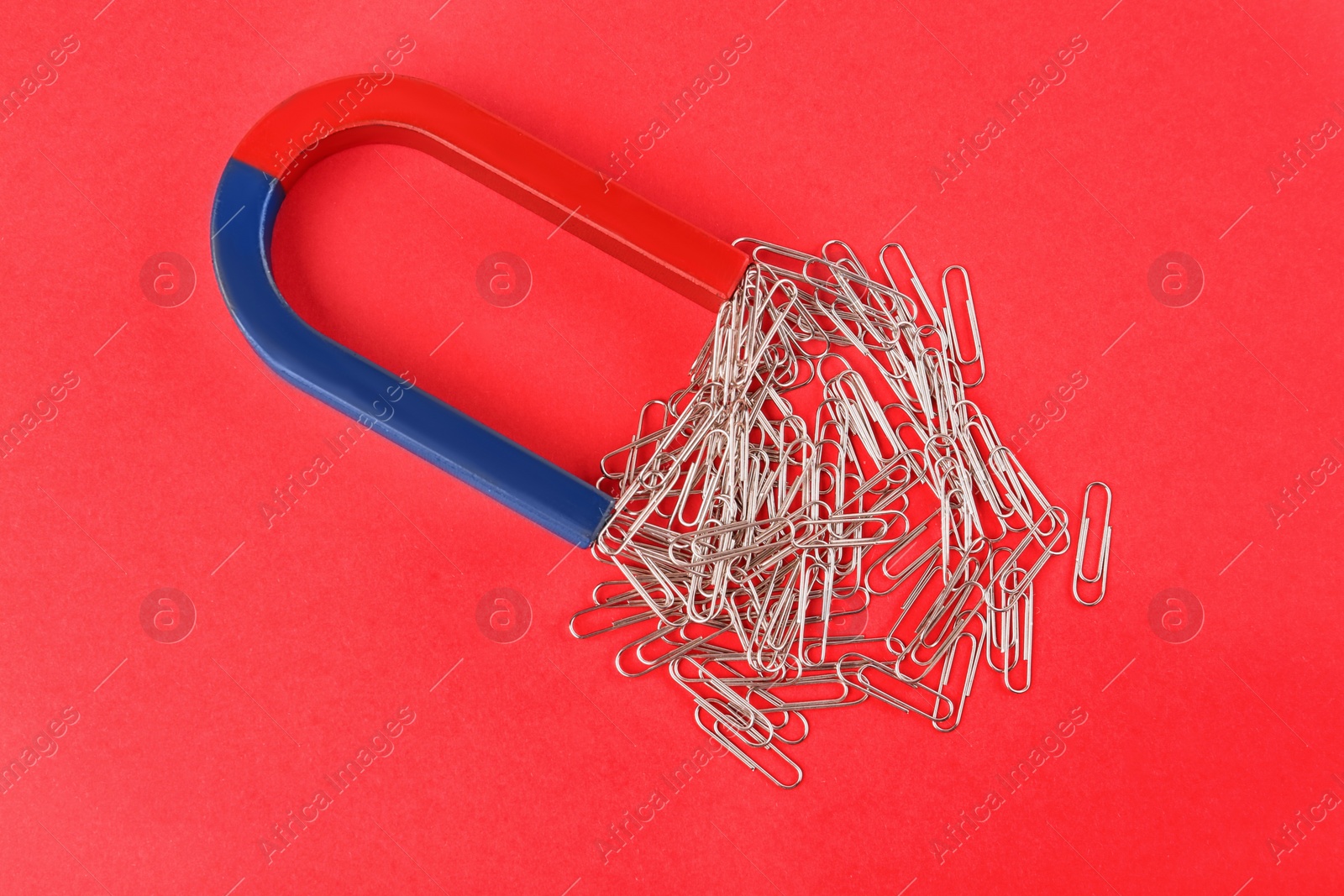 Photo of Magnet attracting paper clips on red background, flat lay