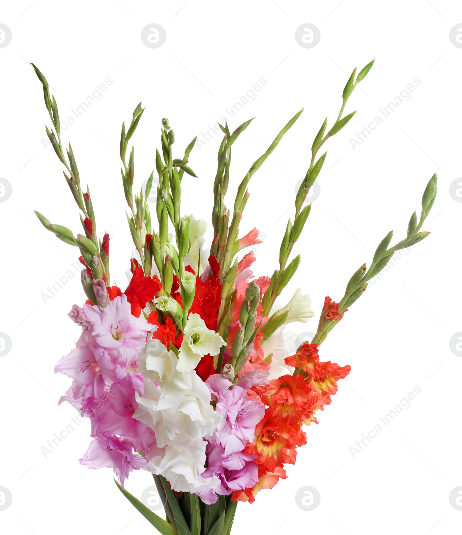 Photo of Beautiful bouquet of gladiolus flowers on white background