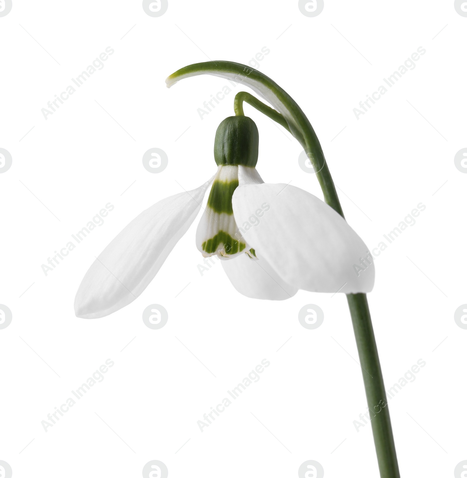 Photo of Beautiful snowdrop isolated on white. Spring flower