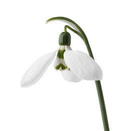 Beautiful snowdrop isolated on white. Spring flower