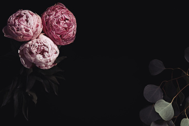Photo of Beautiful fresh peonies on black background, space for text. Floral card design with dark vintage effect