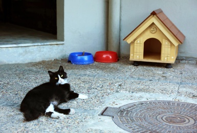 Photo of Cute cat lying near house on street