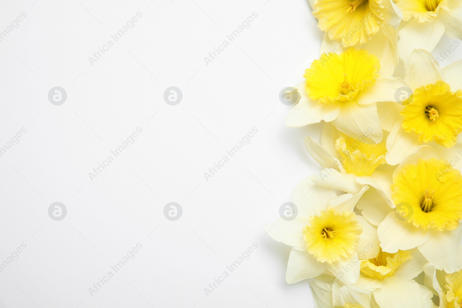 Photo of Composition with daffodils on white background, top view. Fresh spring flowers