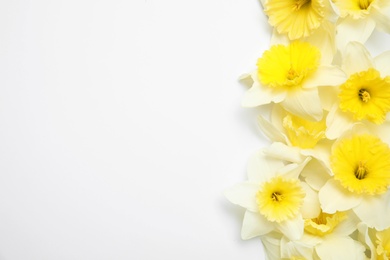 Photo of Composition with daffodils on white background, top view. Fresh spring flowers