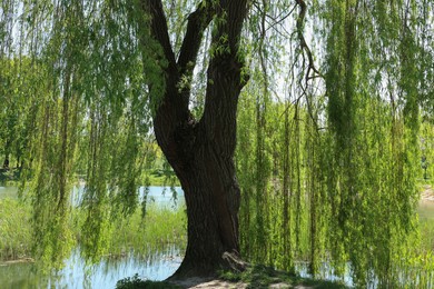 Photo of Beautiful willow tree with green leaves growing near lake on sunny day