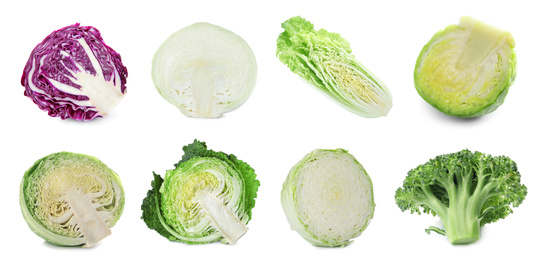 Image of Set of various fresh ripe cabbages on white background. Banner design