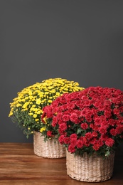 Photo of Beautiful fresh chrysanthemum flowers on wooden table against dark grey background. Space for text