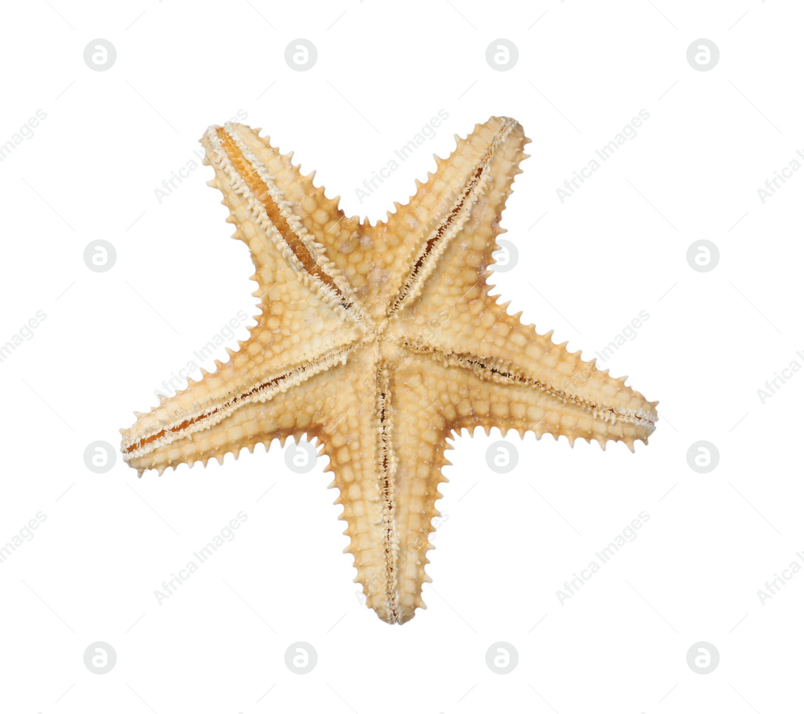 Photo of Beautiful sea star isolated on white. Beach object