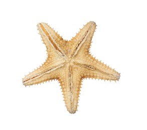 Photo of Beautiful sea star isolated on white. Beach object