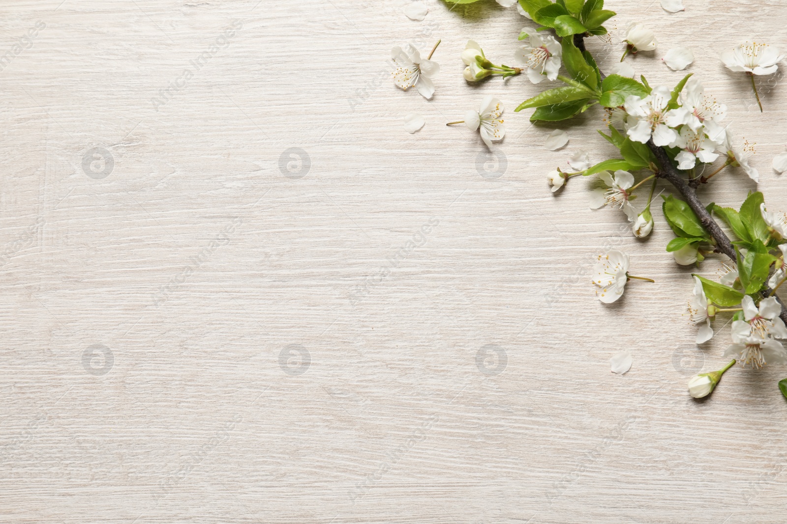 Photo of Cherry tree branch with beautiful blossoms on white wooden table, flat lay. Space for text