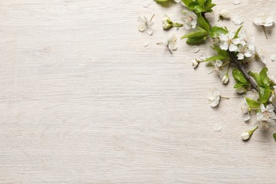 Cherry tree branch with beautiful blossoms on white wooden table, flat lay. Space for text