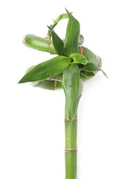 Photo of Beautiful green bamboo stem with leaves on white background, top view