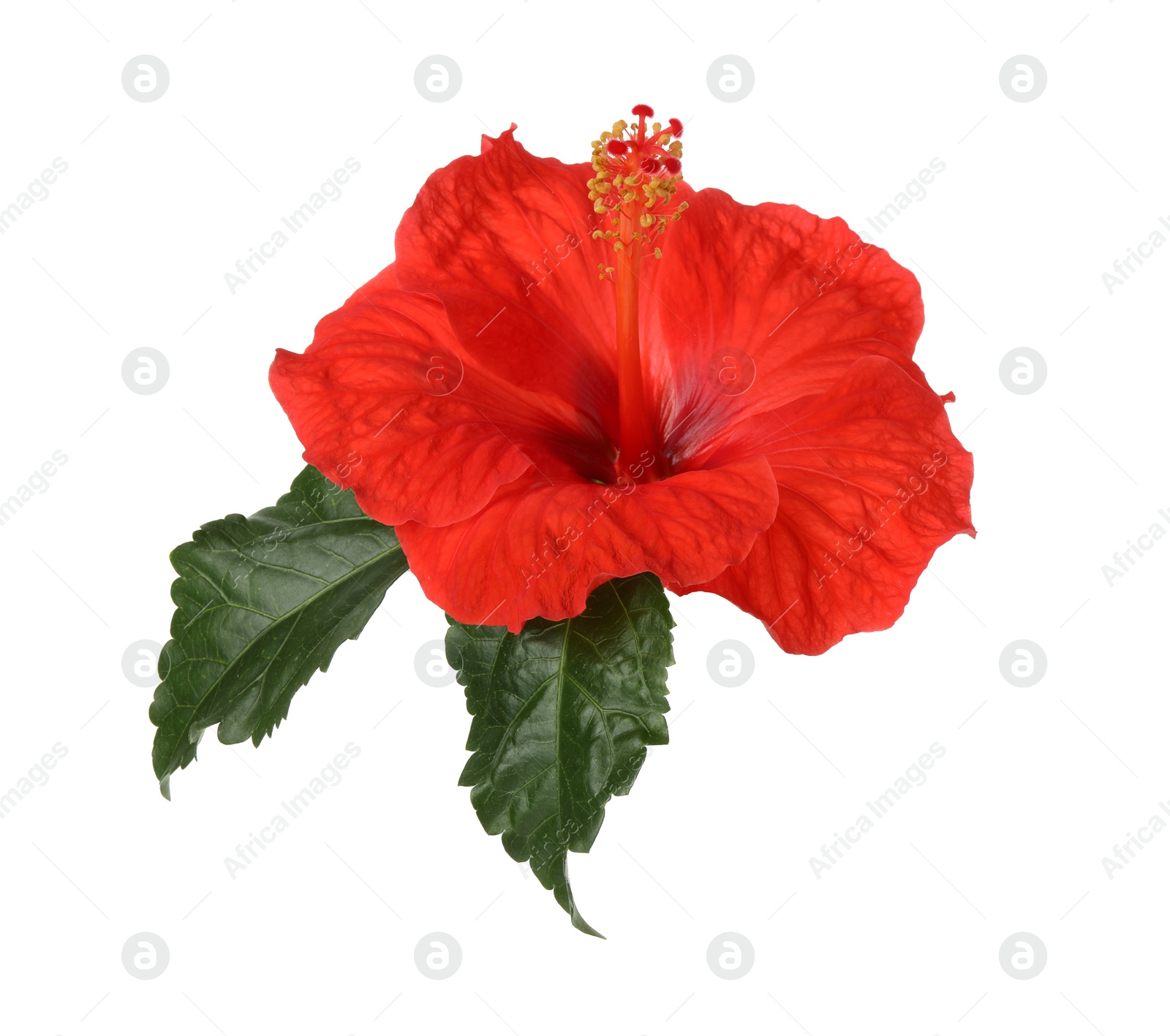 Photo of Beautiful red hibiscus flower with green leaves isolated on white