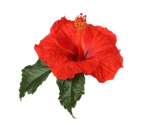 Photo of Beautiful red hibiscus flower with green leaves isolated on white