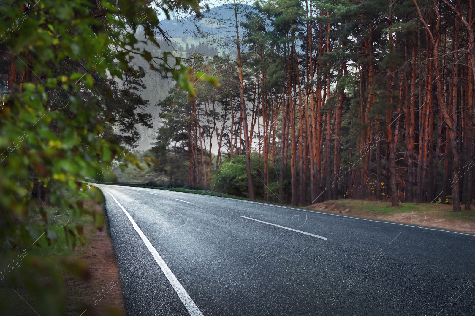 Image of Beautiful view of forest and empty asphalt road leading to mountains