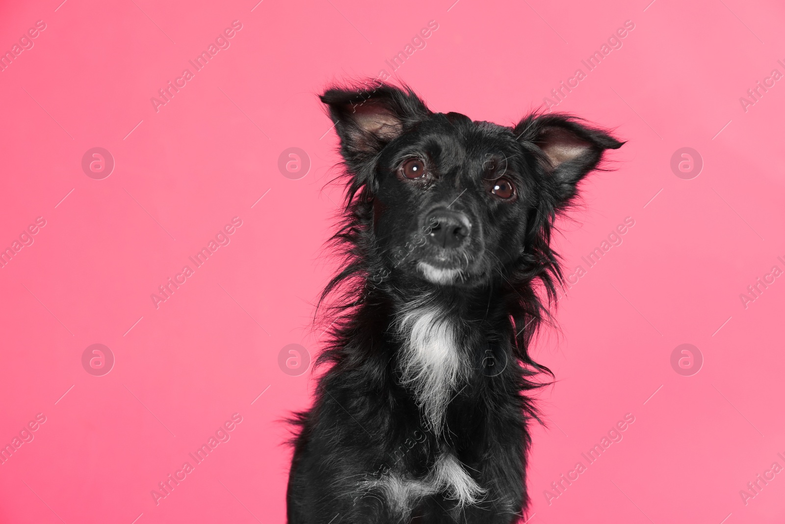 Photo of Cute long haired dog on pink background