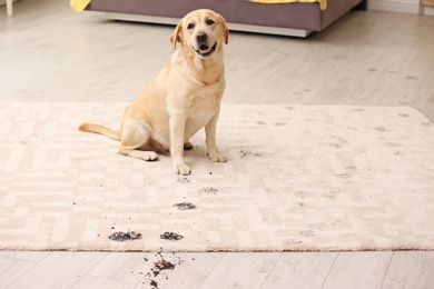 Photo of Cute dog leaving muddy paw prints on carpet