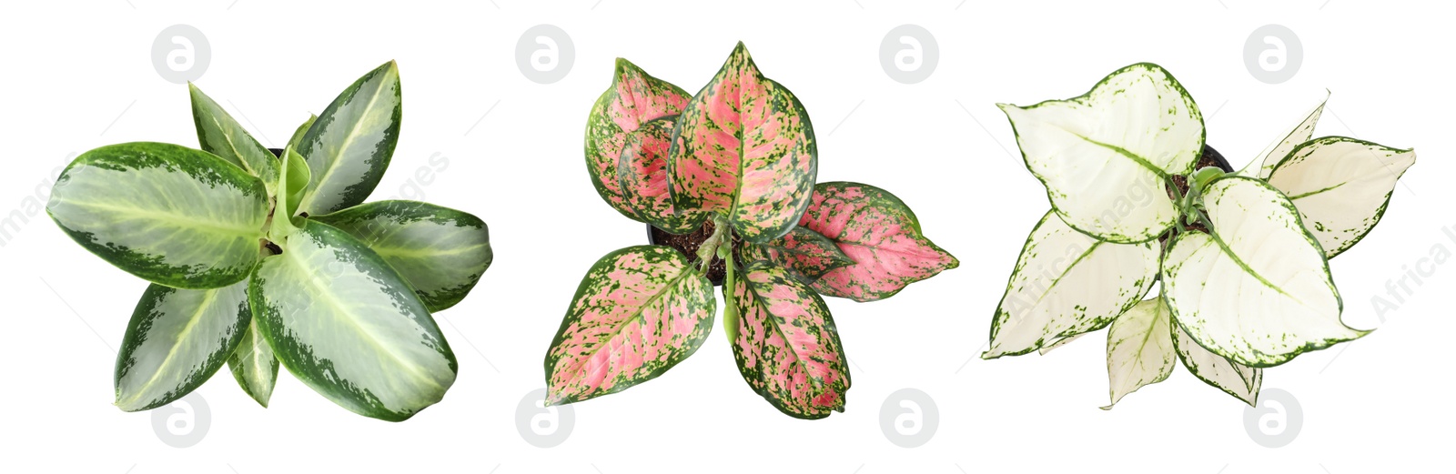 Image of SetAglaonema plants for house on white background, top view. Banner design 