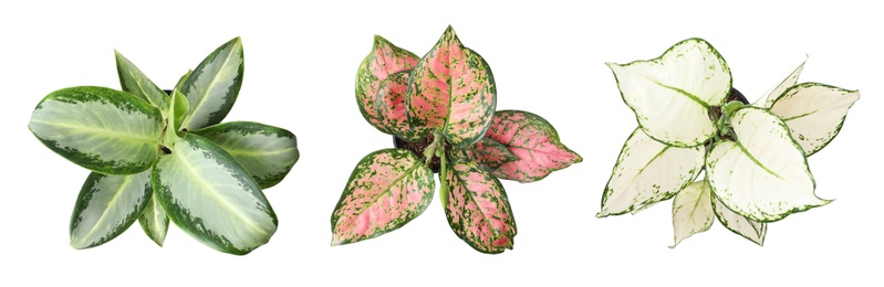 Set of Aglaonema plants for house on white background, top view. Banner design 