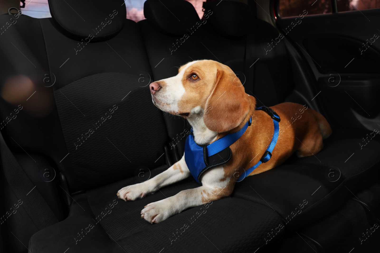 Photo of Cute Beagle dog in car. Adorable pet