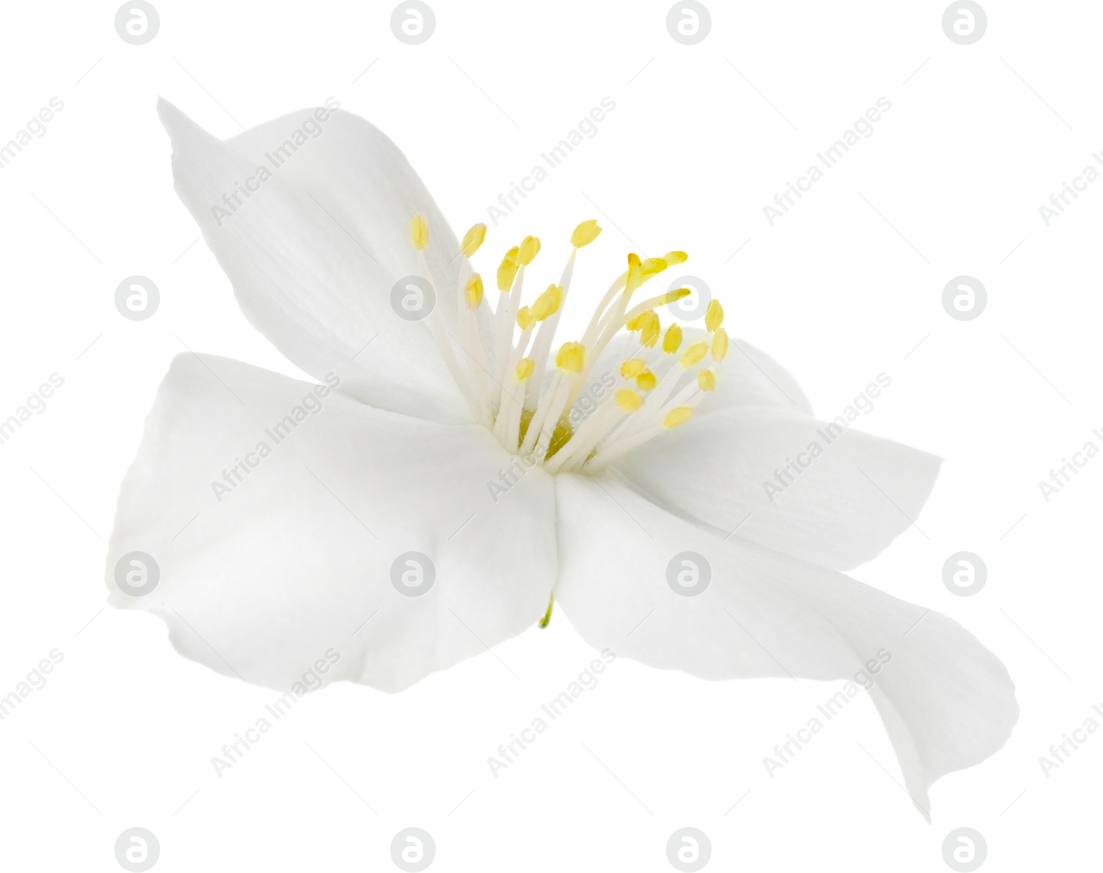 Photo of Beautiful delicate jasmine flower isolated on white