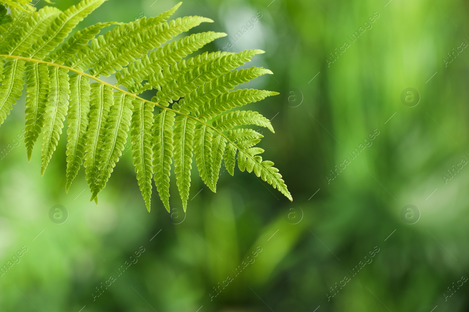 Photo of Beautiful tropical fern leaf on blurred background. Space for text