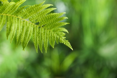 Beautiful tropical fern leaf on blurred background. Space for text