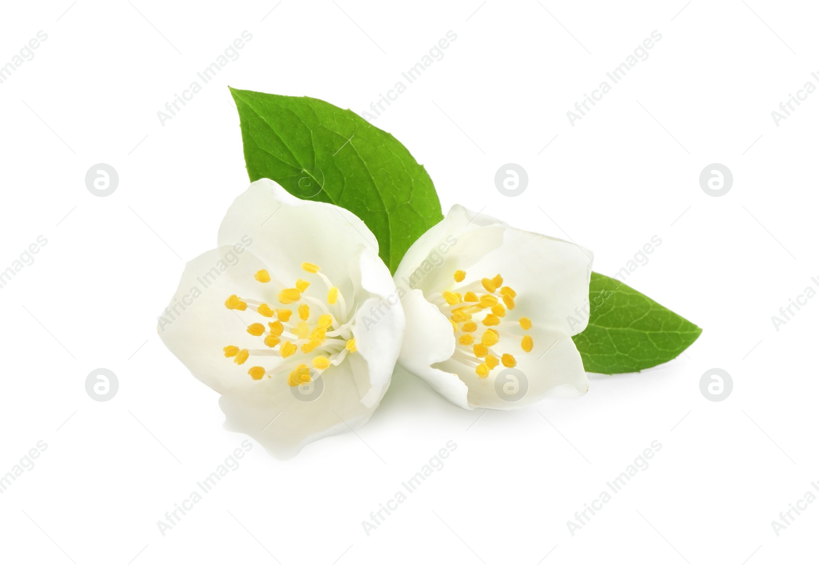 Photo of Beautiful flowers of jasmine plant with leaves on white background