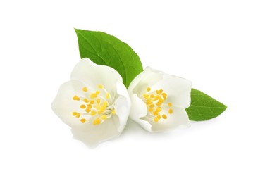 Beautiful flowers of jasmine plant with leaves on white background