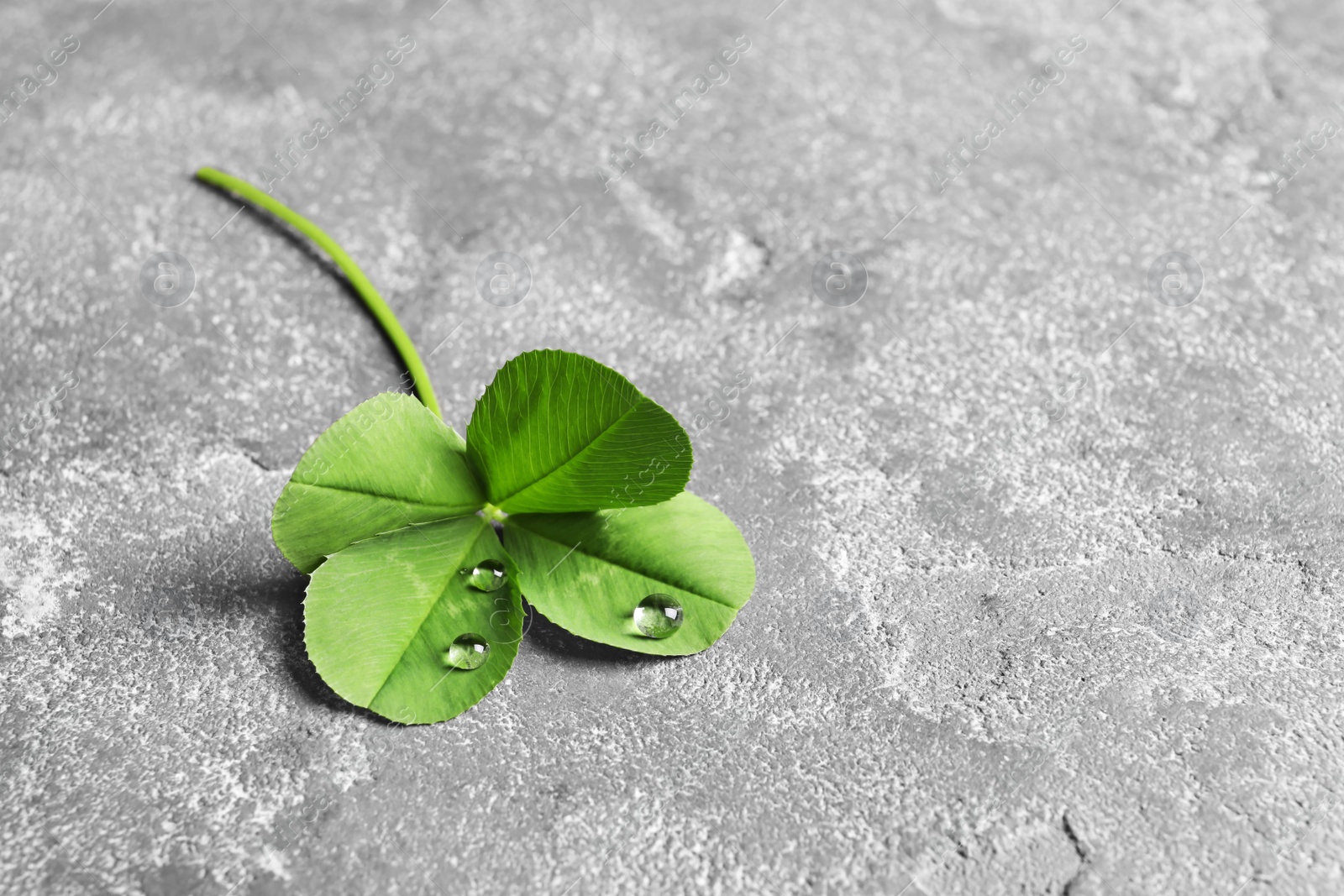 Photo of Green four-leaf clover on gray background with space for text