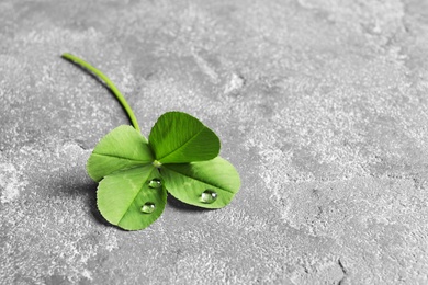 Photo of Green four-leaf clover on gray background with space for text