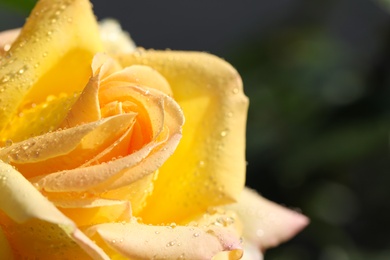 Photo of Closeup view of beautiful blooming rose against blurred background, space for text