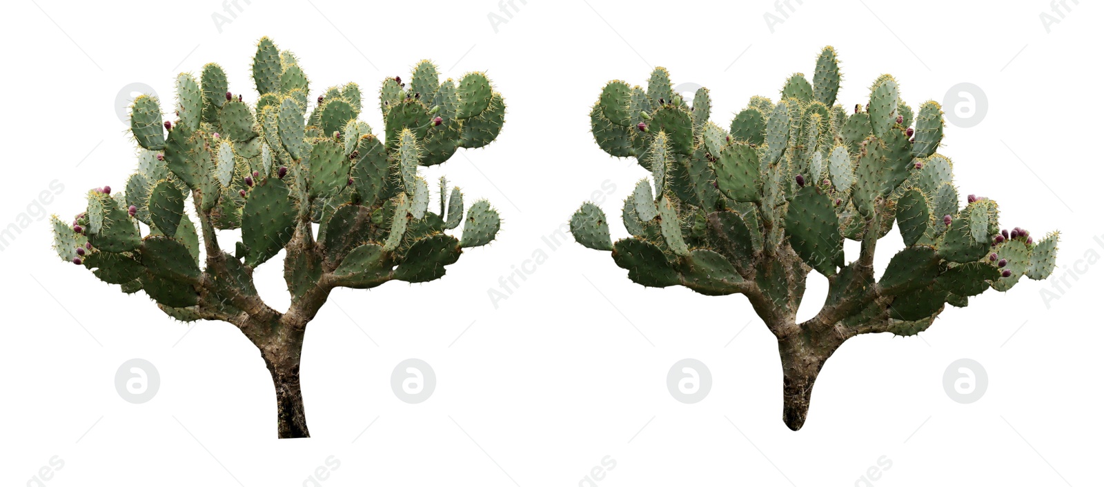 Image of Beautiful cacti on white background, collage. Banner design