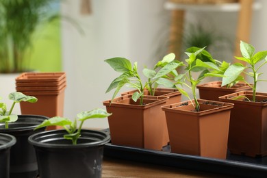Photo of Seedlings growing in plastic containers with soil on wooden table, closeup