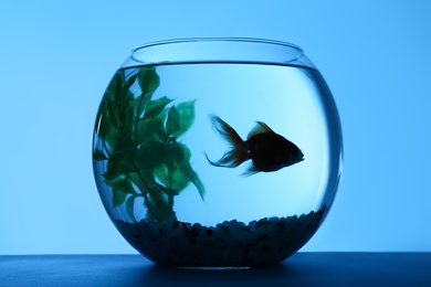 Photo of Silhouette of goldfish in round aquarium with decorative plant and pebbles on blue background