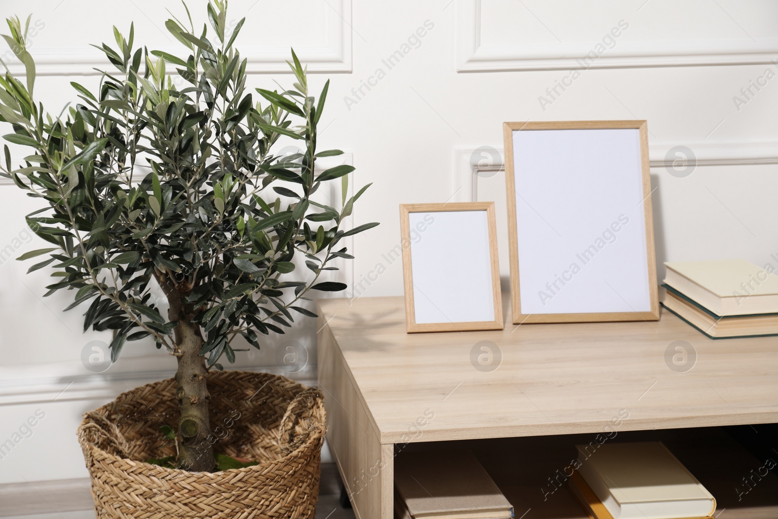 Photo of Beautiful young potted olive tree near table in living room. Interior element