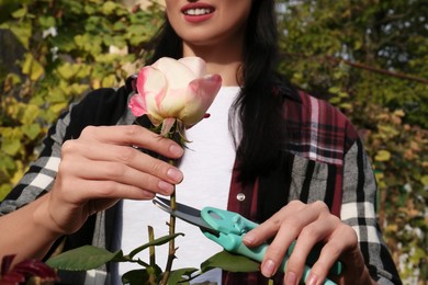 Photo of Woman pruning beautiful rose flower by secateurs in garden, closeup
