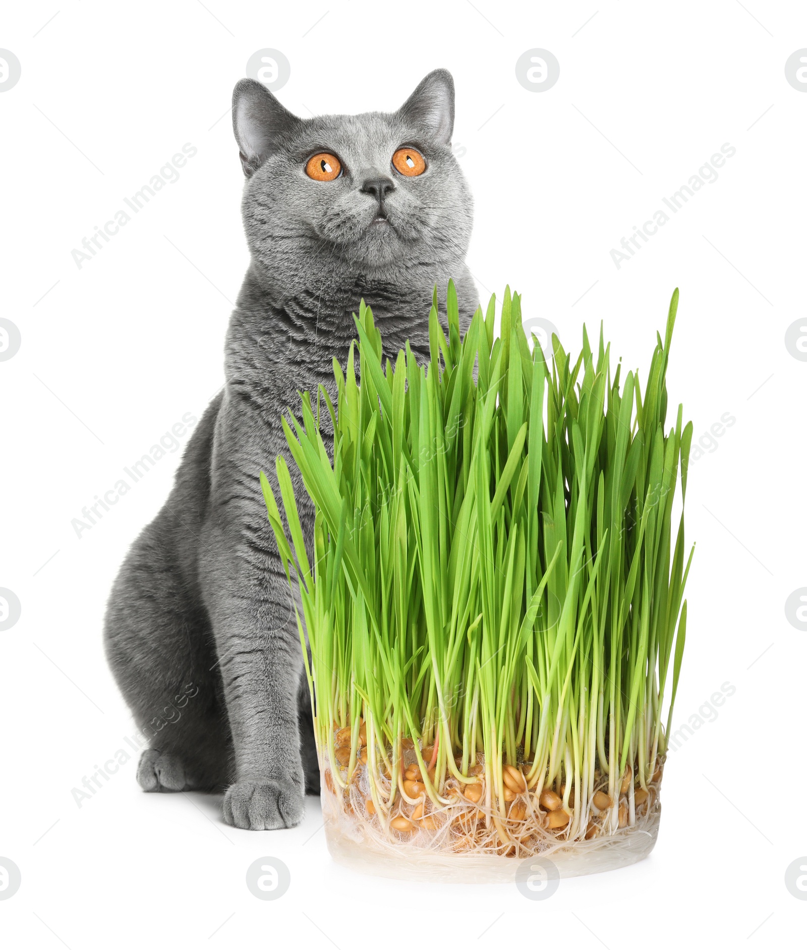 Image of Adorable cat and fresh green grass on white background