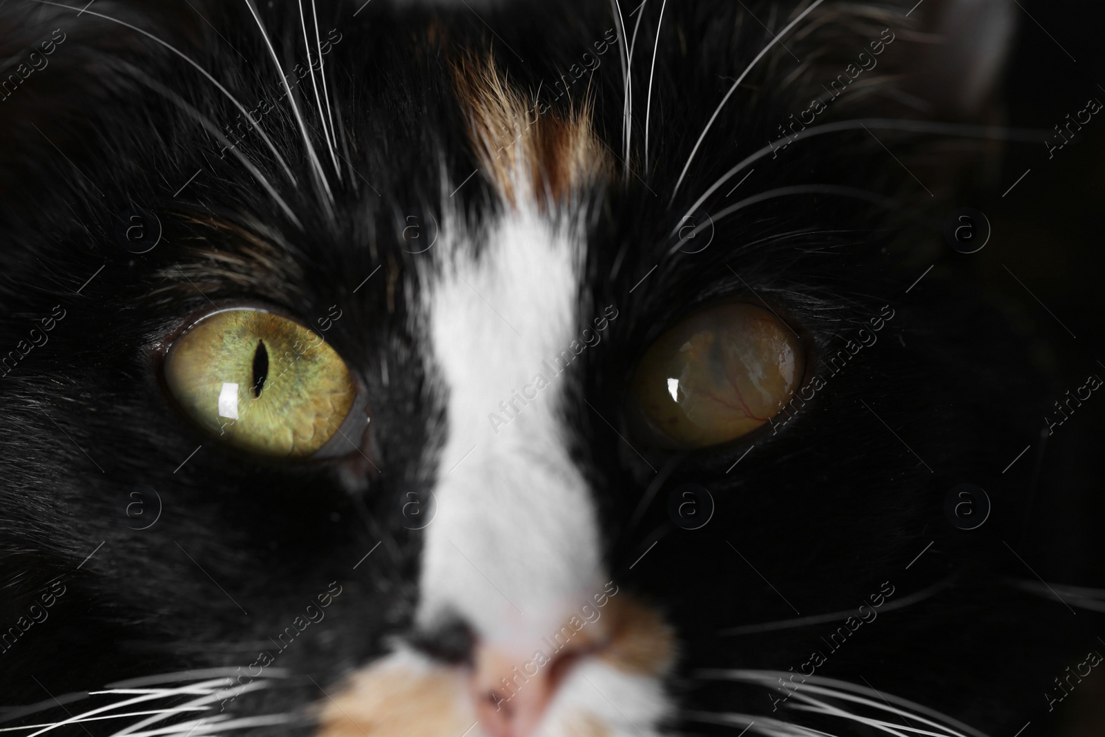 Photo of Cute cat with corneal opacity in eye, closeup